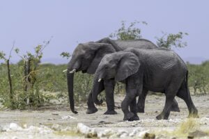 botswana, popular for ots wildlife.