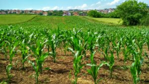 investing in agriculture in Burundi.