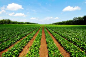 Agriculture course in Kenya